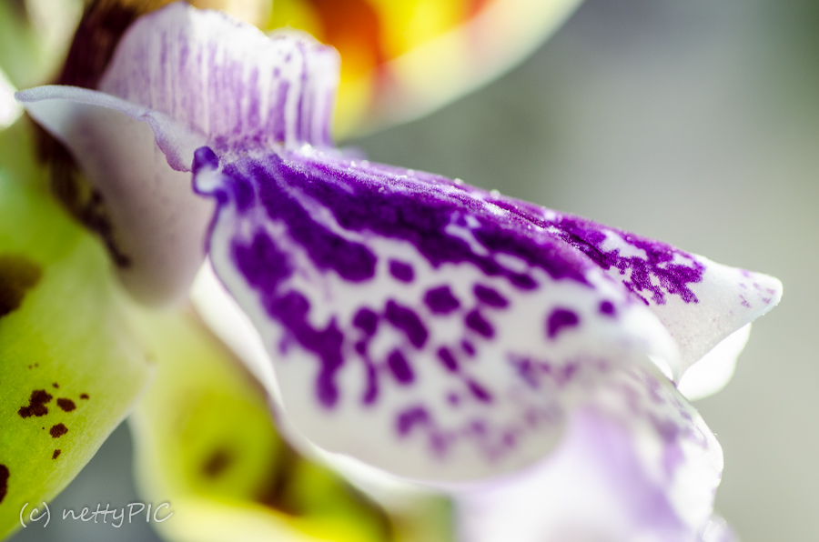 Orchidee