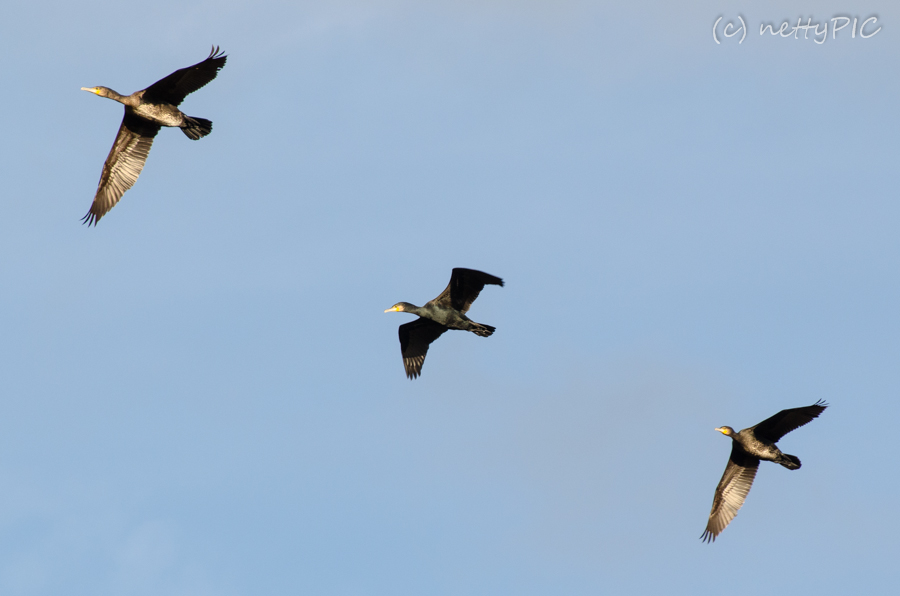 Kormorane im Flug