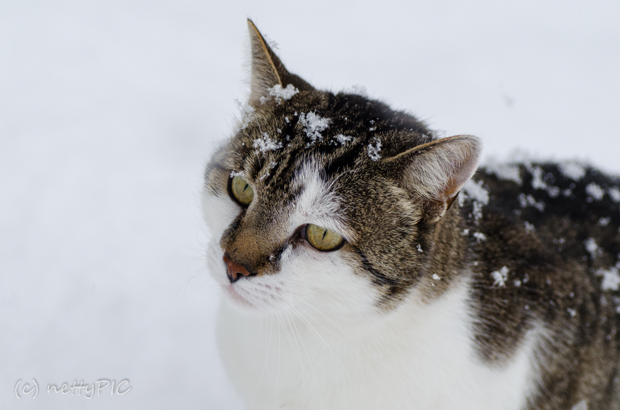 Kater im Schnee