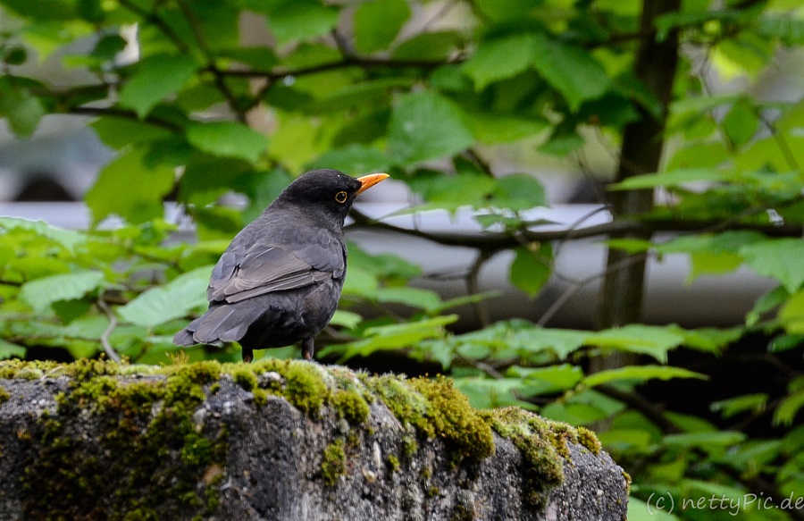 Amsel