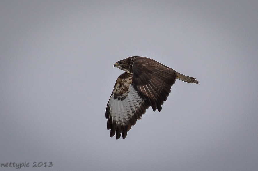 Mäusebussard