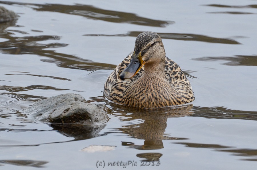 Enten
