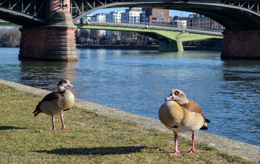 Frankfurt