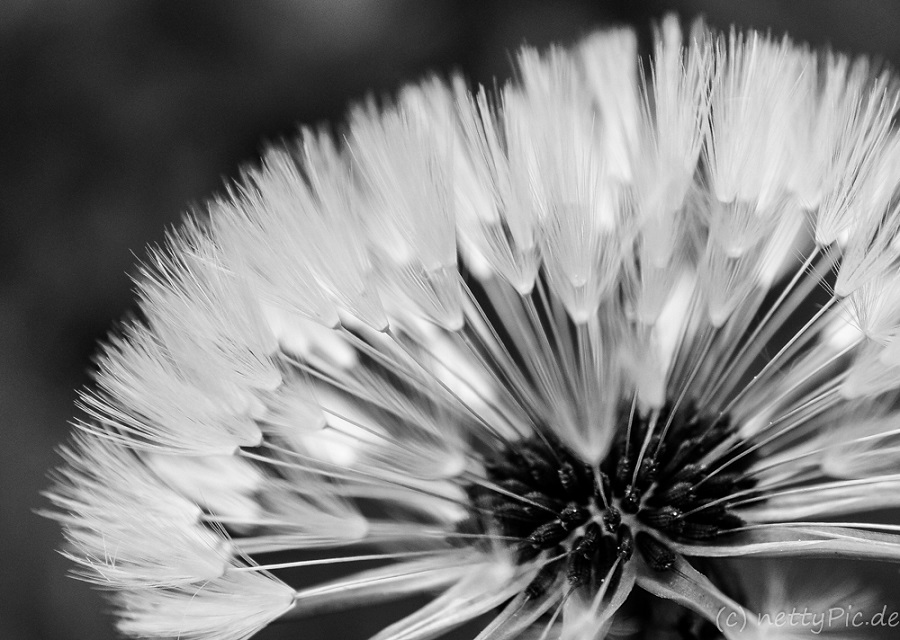 Pusteblume