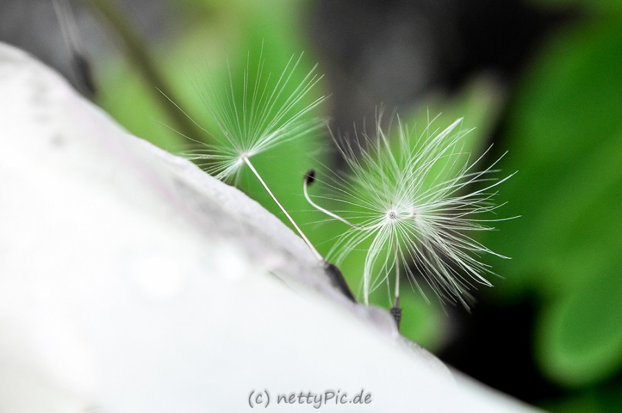 Pusteblume