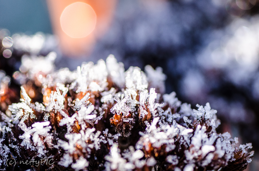 Frost