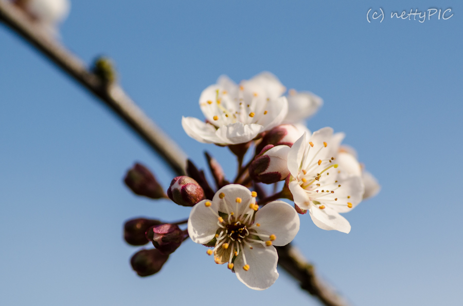 Weiße Blüte