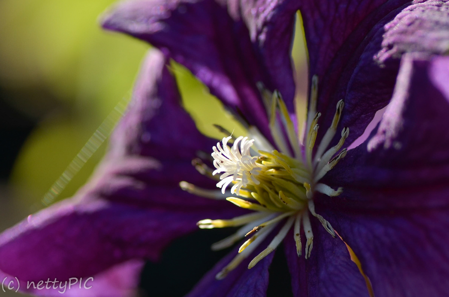 Clematis