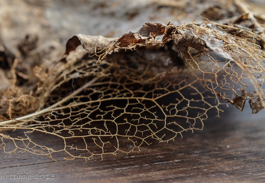 Altes Blatt