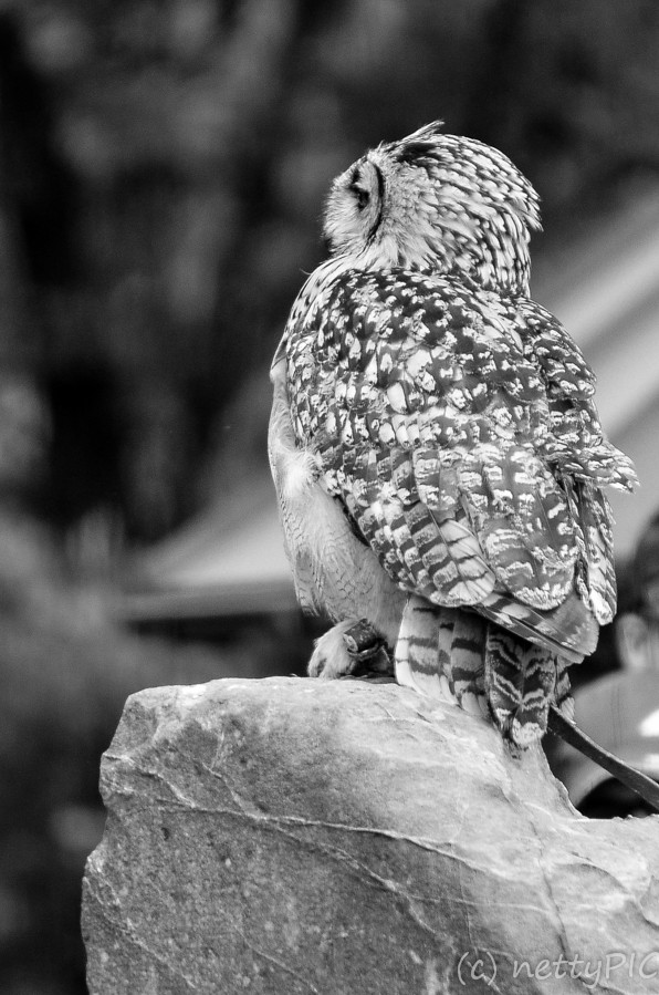_DSC0959-2